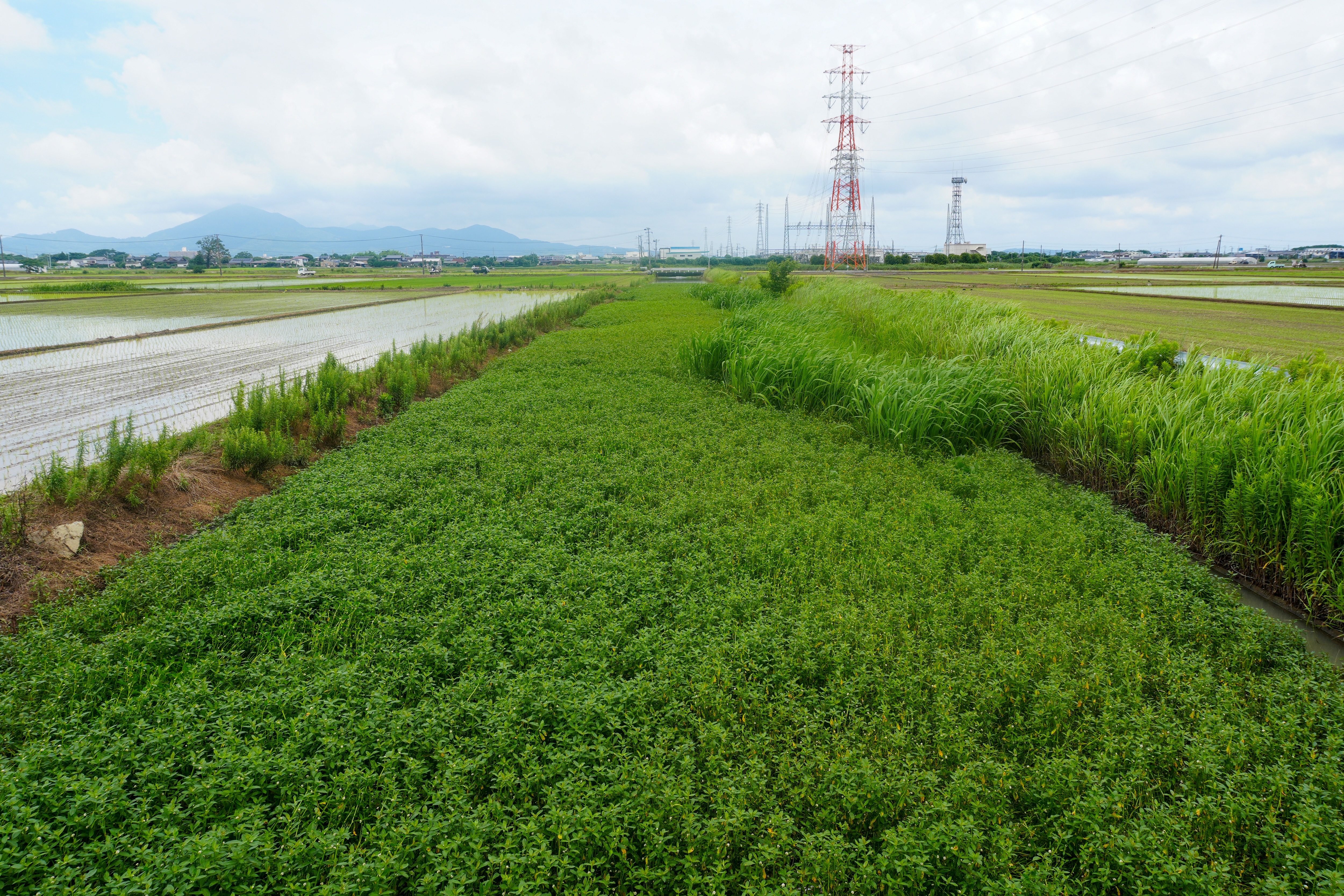 外来水草が繁茂している水路と周辺の田園風景